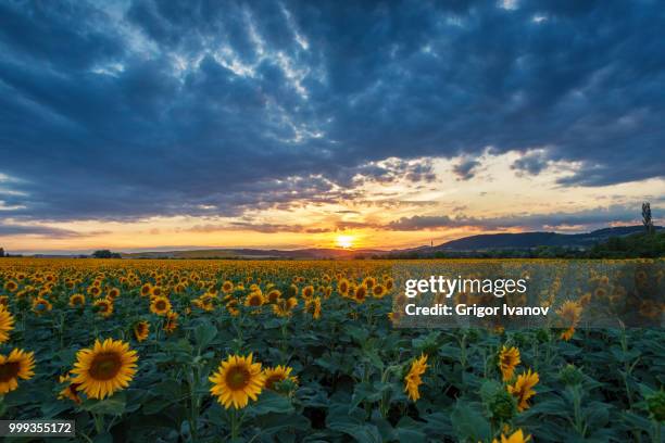 sunflower field at sunset - grigor stockfoto's en -beelden