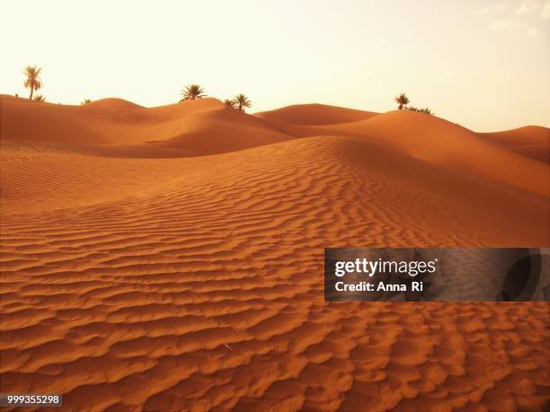 sahara - sahara stock pictures, royalty-free photos & images