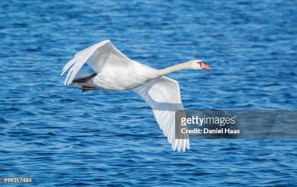 mute swan flying over water - haas stock-fotos und bilder