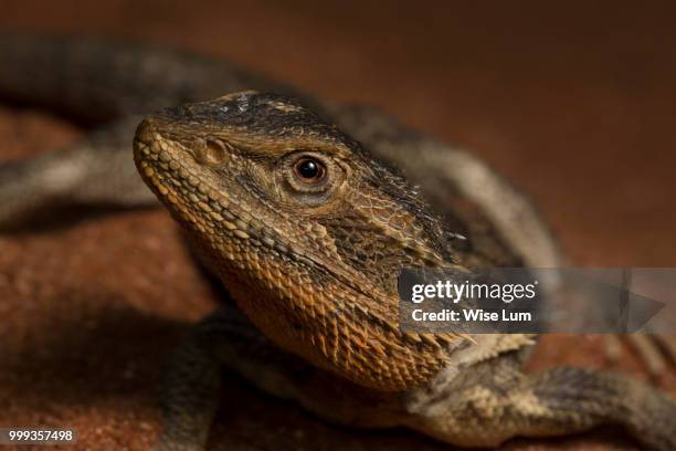 central bearded dragon (pogona vitticeps) - agama family stock pictures, royalty-free photos & images