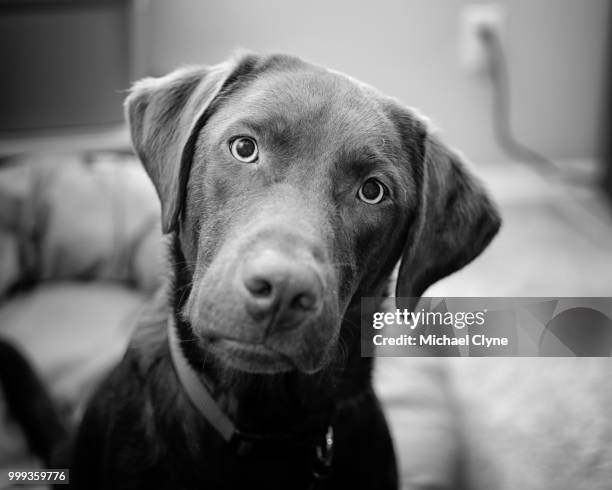 hunter demonstrates patience with his slow witted human - patience stockfoto's en -beelden