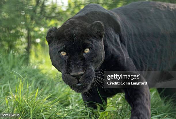 black jaguar series - black leopard stock-fotos und bilder