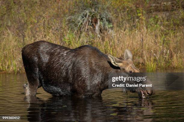 thirsty moose - daniel elk stock pictures, royalty-free photos & images