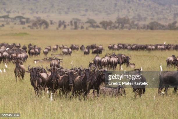 wildebeests grazing in serengeti national park in tanzania, east africa. - blue wildebeest stock pictures, royalty-free photos & images
