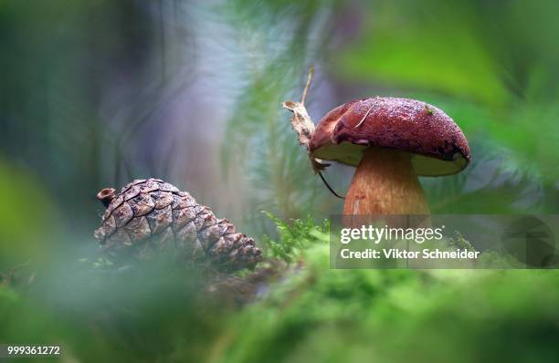 next to the lump. - schneider stock pictures, royalty-free photos & images