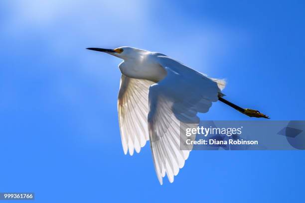 snowy egret (egretta thula) in flight at j. n. "ding" darling na - snowy egret stock pictures, royalty-free photos & images