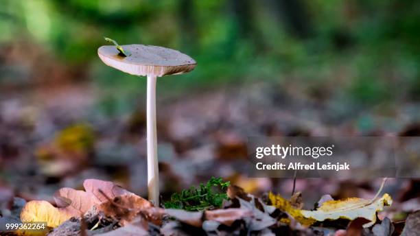 mushroom 2 - alfred stockfoto's en -beelden