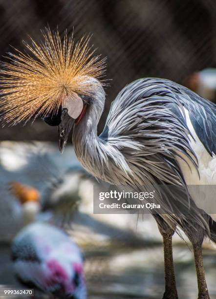 exotic! - gru coronata grigia foto e immagini stock