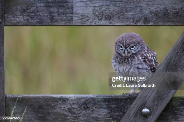 little owlet on a gate - owlet stockfoto's en -beelden