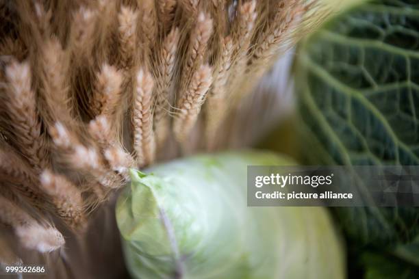 Decoration of wheat stalks , pointed cabbage and savoy cabbage lying on a table during a press conference by the Baden-Wurttemberg Regional Farmers'...