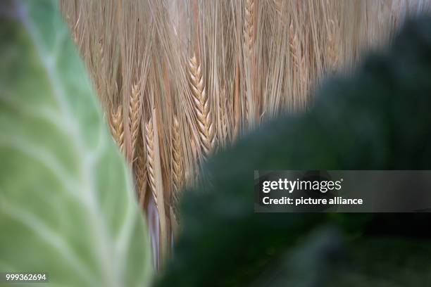 Decoration of wheat stalks , pointed cabbage and savoy cabbage lying on a table during a press conference by the Baden-Wurttemberg Regional Farmers'...