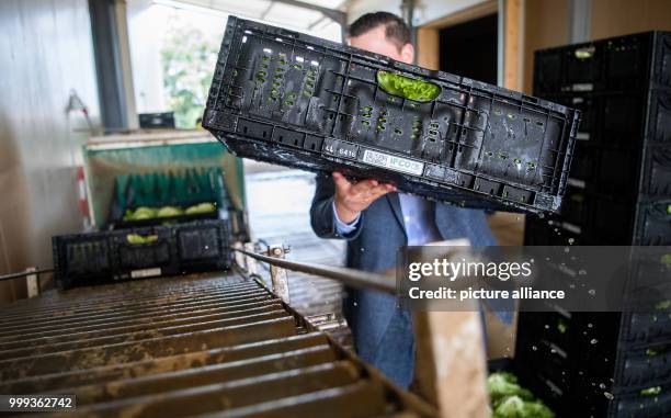 Farmer lifts a basket with lettuce onto a conveyor belt during a press conference by the Baden-Wurttemberg Regional Farmers' Association regarding...
