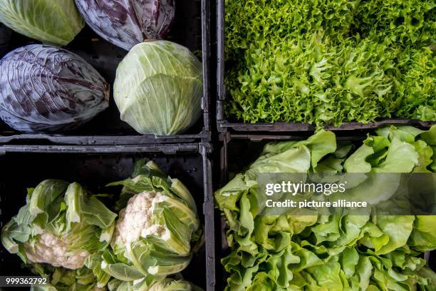 Red and white cabbage , lollobianco, cauliflower and lettuce photographed during a press conference by the Baden-Wurttemberg Regional Farmers'...