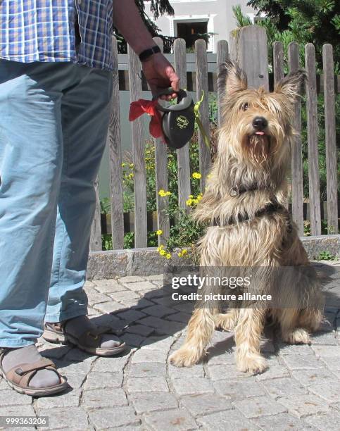 Dog Lazuli and its owner walking in Pondresina in the canton of Graubunden in Switzerland, 21 July 2017. Picking up one's own dog's waste is par for...