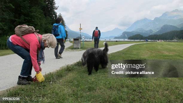 Picture of Christa Alder picking up the waste of her dog Henry, taken at a meadow near Sils lake in the canton of Graubunden, Switzerland, 21 July...