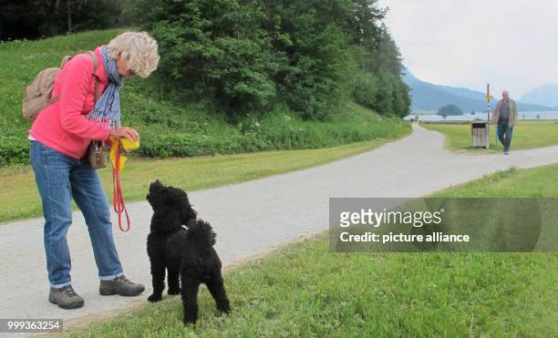 Picture of Christa Alder and her dog Henry, taken at a meadow near Sils lake in the canton of Graubunden, Switzerland, 21 July 2017. Picking up...