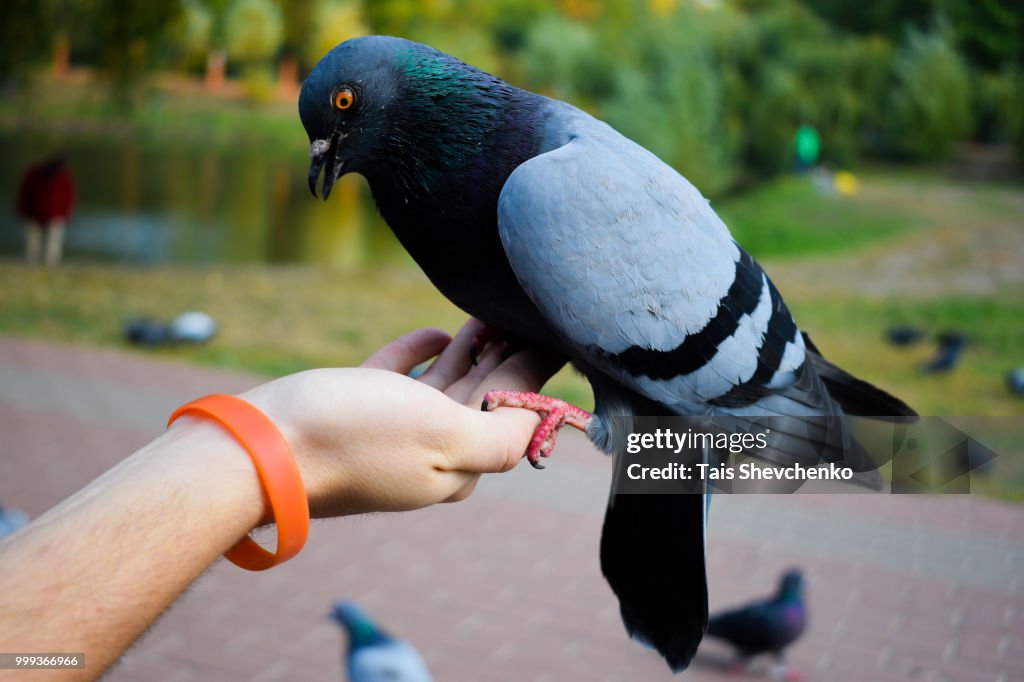 Beautiful pigeon are sits calmly on the hand of ma