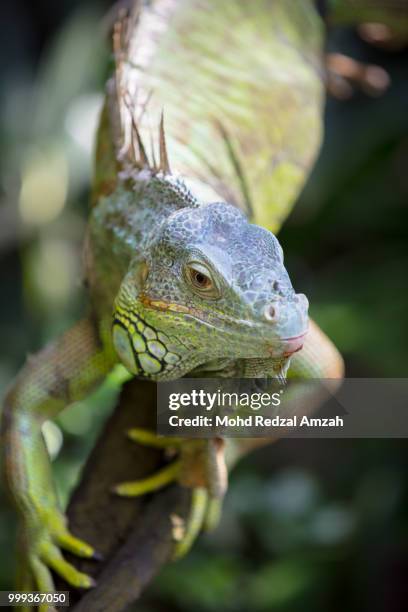 green iguana - green iguana stock pictures, royalty-free photos & images