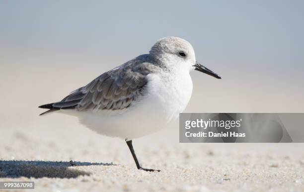 sanderling on the beach - correlimos tridáctilo fotografías e imágenes de stock