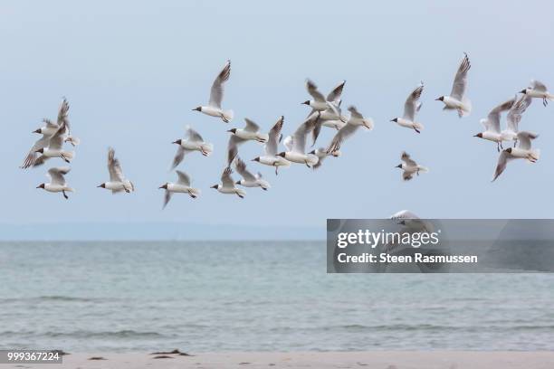 the flying flock of hooded gulls - steen stock-fotos und bilder
