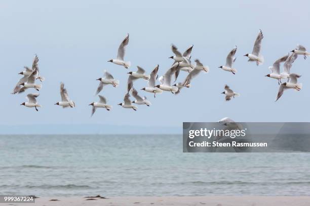 the flying flock of hooded gulls - steen stock pictures, royalty-free photos & images