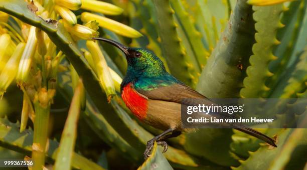 greater double collared sunbird - greater than stock-fotos und bilder