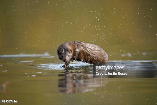 mink - mink animal - fotografias e filmes do acervo