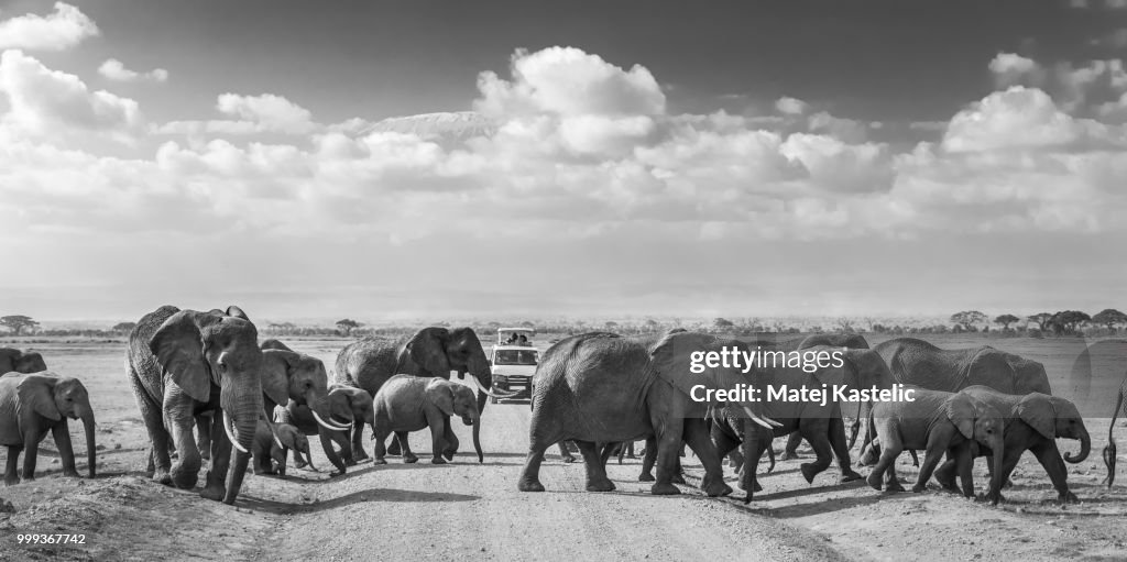Herd of big wild elephants crossing dirt roadi in Amboseli national park, Kenya.