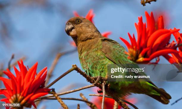 brown headed parrot in coral tree - rudy stock-fotos und bilder