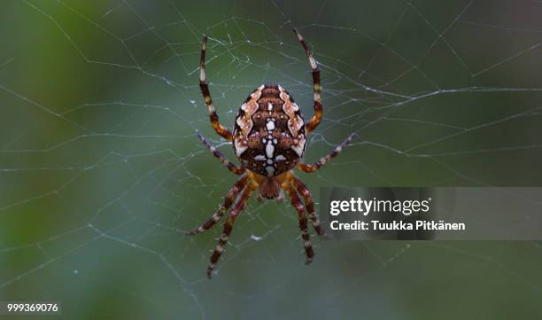 spider and web - orb weaver spider stock pictures, royalty-free photos & images