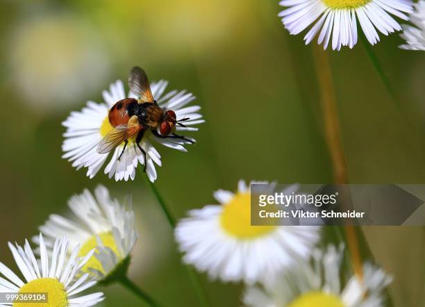 fly on daisy. - schneider stock pictures, royalty-free photos & images
