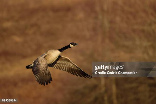 canada goose - magellangans stock-fotos und bilder