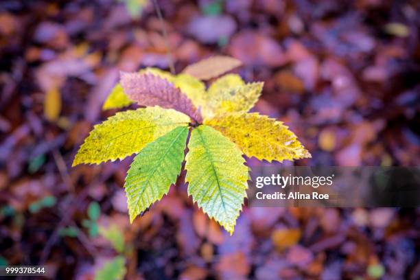 autumn leaf - alina stockfoto's en -beelden
