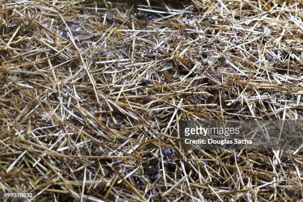 full frame of straw bedding in a barn - jungschaf fell stock-fotos und bilder