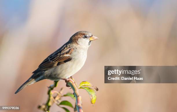 house sparrow perched on a branch - haas stock-fotos und bilder