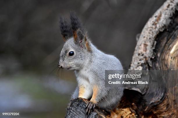 cute squirrel... - american red squirrel stock pictures, royalty-free photos & images