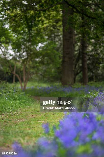 shallow depth of field landscape of vibrant bluebell woods in sp - bluebell woods imagens e fotografias de stock