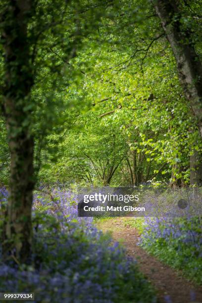 shallow depth of field landscape of vibrant bluebell woods in sp - bluebell woods imagens e fotografias de stock