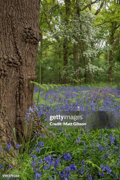 shallow depth of field landscape of vibrant bluebell woods in sp - ブルーベルウッド ストックフォトと画像