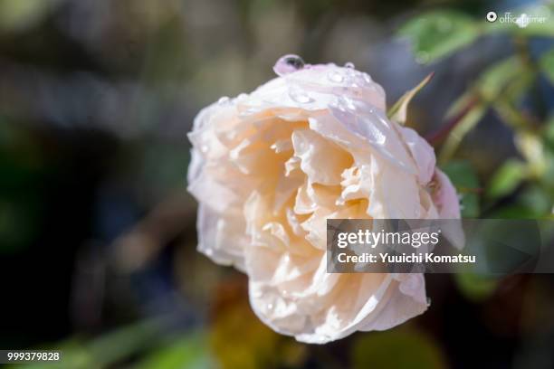 a white rose blooms today - komatsu photos et images de collection