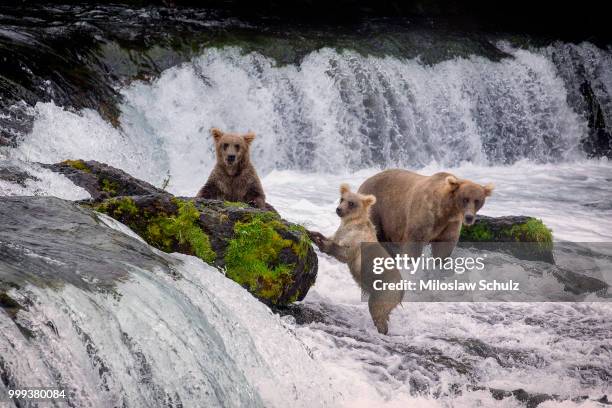 unexpected dinner guest - dinner guest stock pictures, royalty-free photos & images