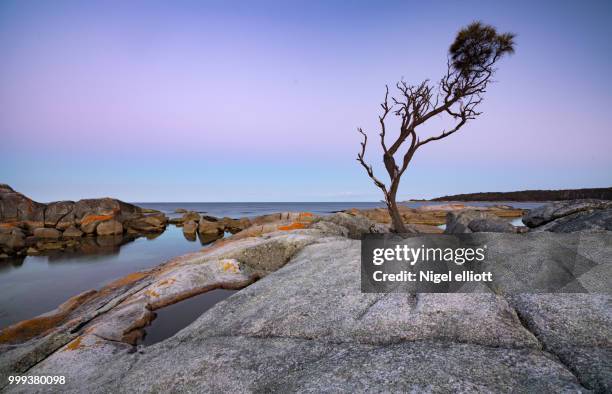 the lonely tree - elliott stock pictures, royalty-free photos & images