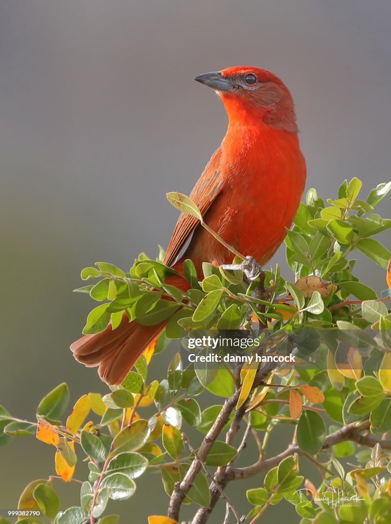 Hepatic tanager