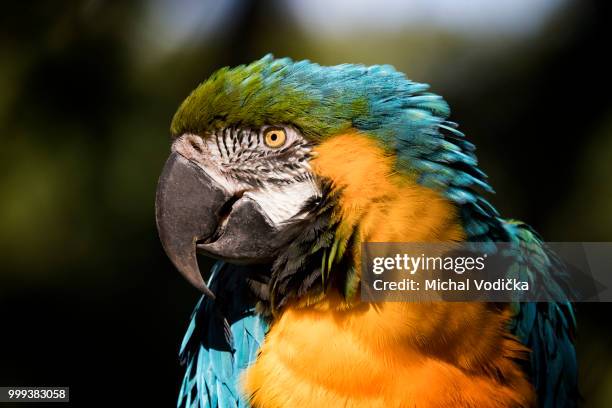 blue-and-gold macaw - gold and blue macaw stock pictures, royalty-free photos & images