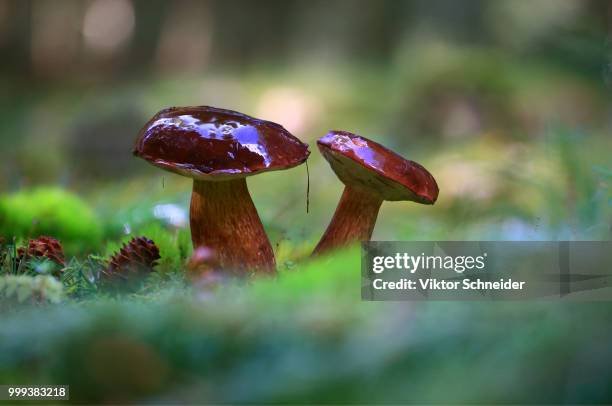 after the rain. - unprocessed bildbanksfoton och bilder