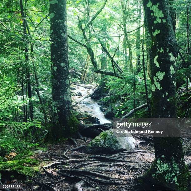 walk through the forest and search for your soul. - mossoul stockfoto's en -beelden