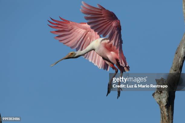 roseate spoonbill - platalea ajaja - luz stock pictures, royalty-free photos & images