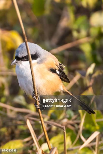 shrike - shrike stock pictures, royalty-free photos & images