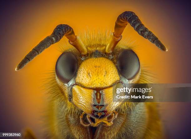 european hornet - compound eye stock pictures, royalty-free photos & images