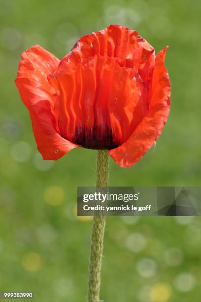 coquelicot - coquelicot stock-fotos und bilder